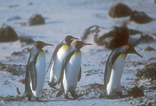 Penguin pictures from the antarctic voyage of the MV Hanseatic