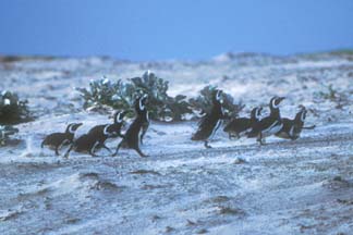 Magellanic Penguins running on Volunteer Beach