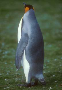 King Penguin at Volunteer Point 