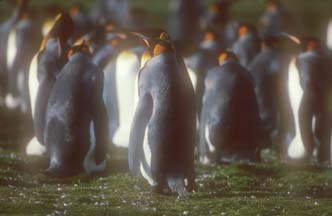 King Penguins at Volunteer Point