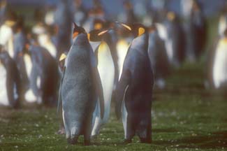 King Penguins at Volunteer Point