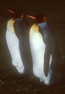 King Penguins at Volunteer Point