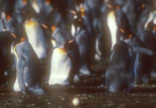 King Penguin egg at Volunteer Point