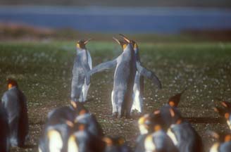 King Penguins at Volunteer Point