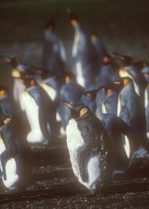 Juvenile King Penguin at Volunteer Point