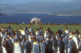 Sheep grazing near King Penguins at Volunteer Point