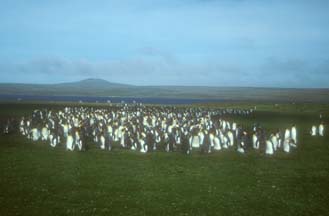 King Penguins at Volunteer Point