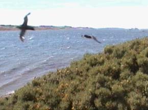 Giant Petrels at Port Stanley Harbor