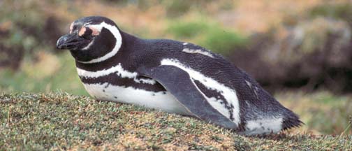 Magellanic Penguin on Carcass Island