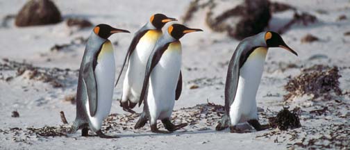 King Penguins walking on Volunteer Beach