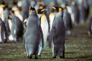 Penguin pictures from the antarctic voyage of the MV Hanseatic