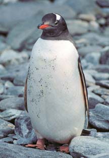 Gentoo Penguin at Cape Lookout 