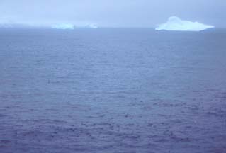 Chinstrap Penguins in the water around Cape Wild 