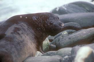 Elephant Seal at Cape Lookout 