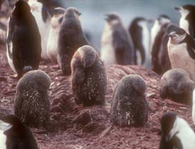 Chinstrap Penguin Chicks at Cape Lookout 