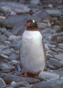 Gentoo Penguin at Cape Lookout 