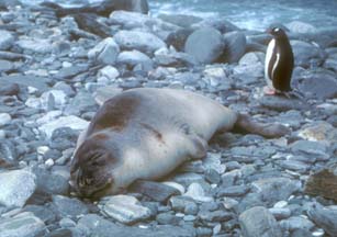 Elephant Seal at Cape Lookout 