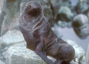 Antarctic Fur Seal at Cape Lookout 