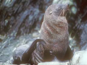 Antarctic Fur Seal at Cape Lookout 