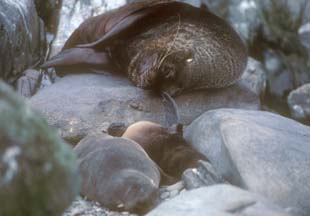 Antarctic Fur Seal Pups at Cape Lookout 