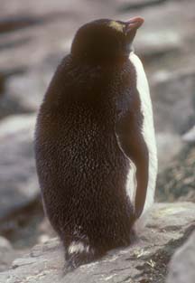 Macaroni Penguin at Cape Lookout 