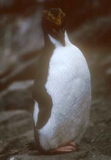 Macaroni Penguin at Cape Lookout 