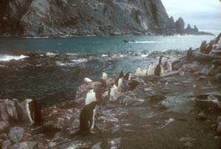 Chinstrap Penguin rookery at Cape Lookout 