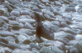 Antarctic Fur Seal at Cape Lookout 