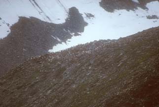 Chinstrap Penguin rookery at Cape Lookout 