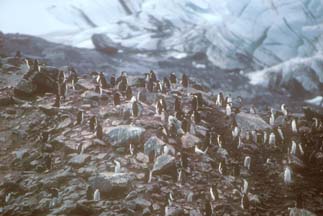 Chinstrap Penguin rookery at Cape Lookout 