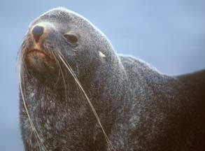 Antarctic Fur Seal at Cape Lookout 