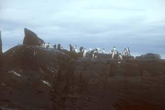 Macaroni Penguins at Cape Lookout 