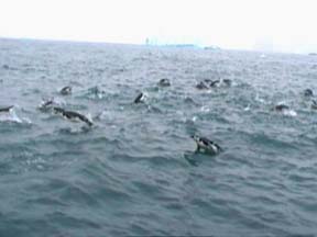 Chinstrap Penguins off Cape Wild 