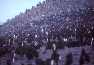 Adelie Penguins on Paulet Island 