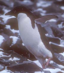 Adelie Penguin on Paulet Island 