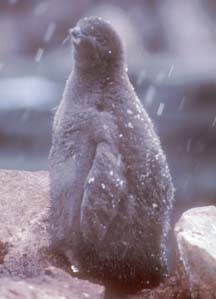 Adelie Penguin Chick on Paulet Island 