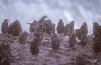 Adelie Penguin Chicks on Paulet Island 