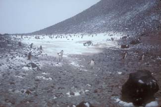 Adelie Penguins on Paulet Island 