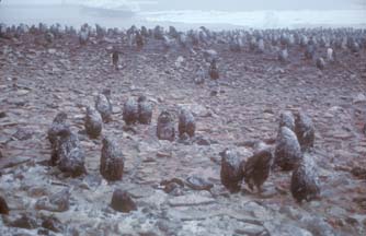 Adelie Penguin Chicks on Paulet Island 