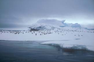 Ice Floe off Paulet Island