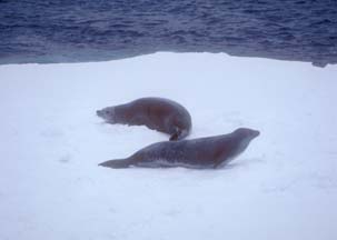 Crabeater Seals in the Weddell Sea