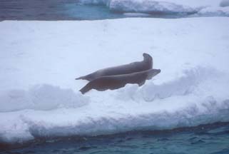 Crabeater Seals in the Weddell Sea