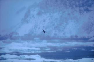 Cape Petrel in the Weddell Sea