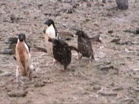 Adelie Penguin Chicks chasing their parents