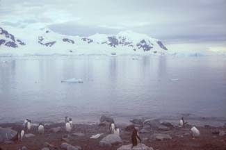 Gentoo Penguins at Andvord Bay