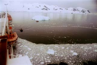 New iceberg in Andvord Bay