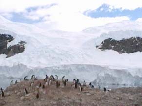 Gentoo Penguins at Andvord Bay