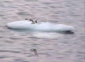 Cape Petrel at Andvord Bay