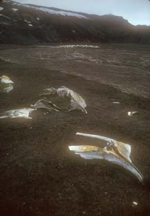 Whale bones at Whalers Bay, Deception Island