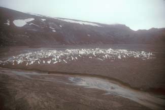 Whale oil barrels at Whalers Bay, Deception Island